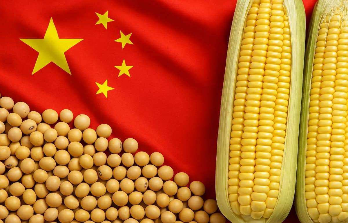 Зерновой рывок Китая: плюс 50 млн тонн зерна к 2030 году - agroexpert.md