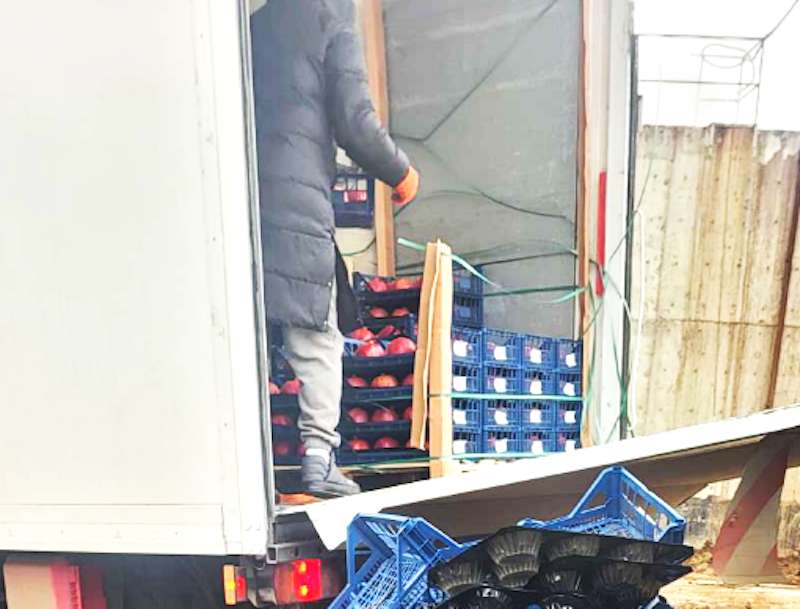  rodii din import au fost nimicite sub supravegherea ANSA - agroexpert.md