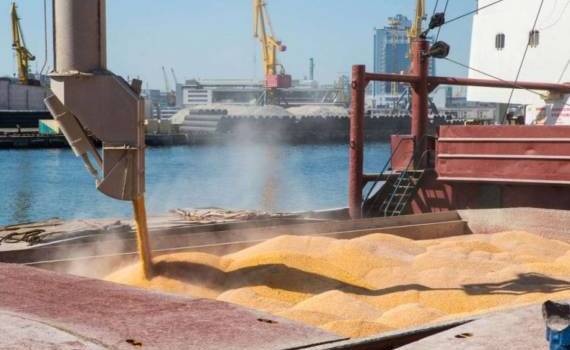 Экспортные цены на украинскую пшеницу в декабре снижались - agroexpert.md