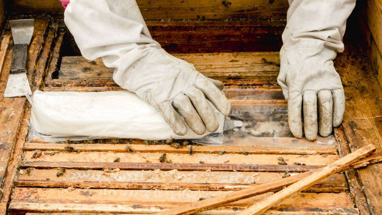 apicultori fara ajutor de la stat - AGROEXPERT.MD