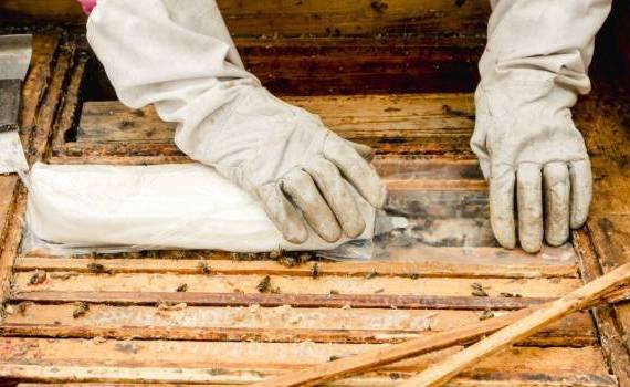 apicultori fara ajutor de la stat - AGROEXPERT.MD