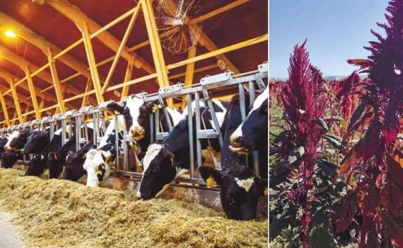 Kirsan Agro предлагает новую модель сельского хозяйства для Молдовы - agroexpert.md