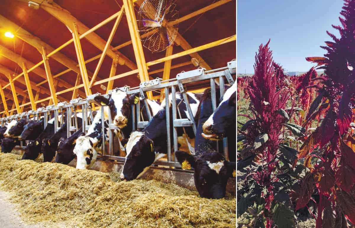 Kirsan Agro предлагает новую модель сельского хозяйства для Молдовы - agroexpert.md