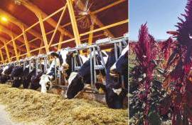 Kirsan Agro предлагает новую модель сельского хозяйства для Молдовы - agroexpert.md