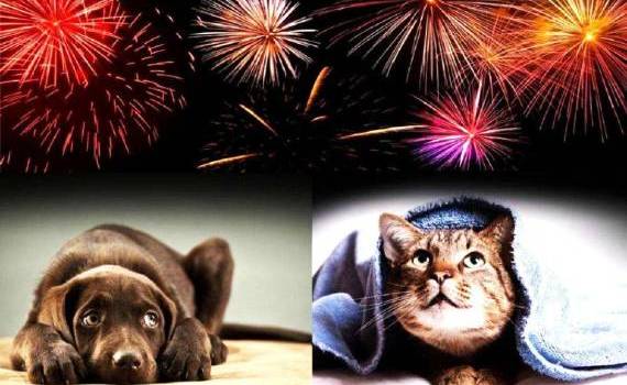 Focurile de artificii, un pericol major - agroexpert.md