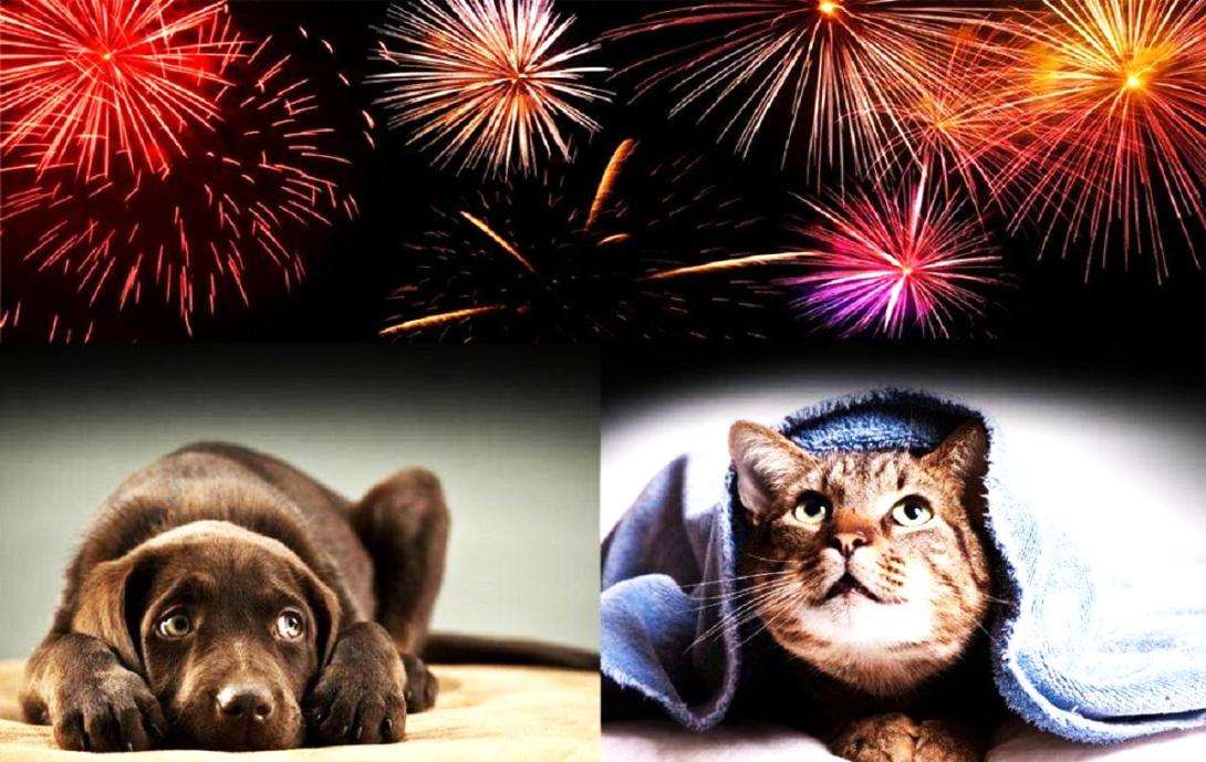 Focurile de artificii, un pericol major - agroexpert.md