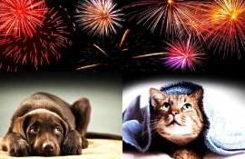 Focurile de artificii, un pericol major - agroexpert.md