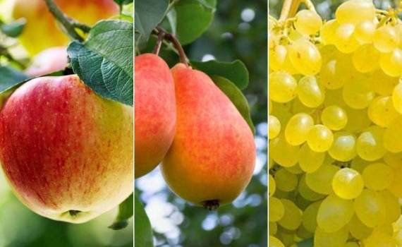 Турция фиксирует падение урожая фруктов из-за заморозков - agroexpert.md