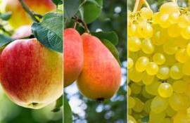 Турция фиксирует падение урожая фруктов из-за заморозков - agroexpert.md