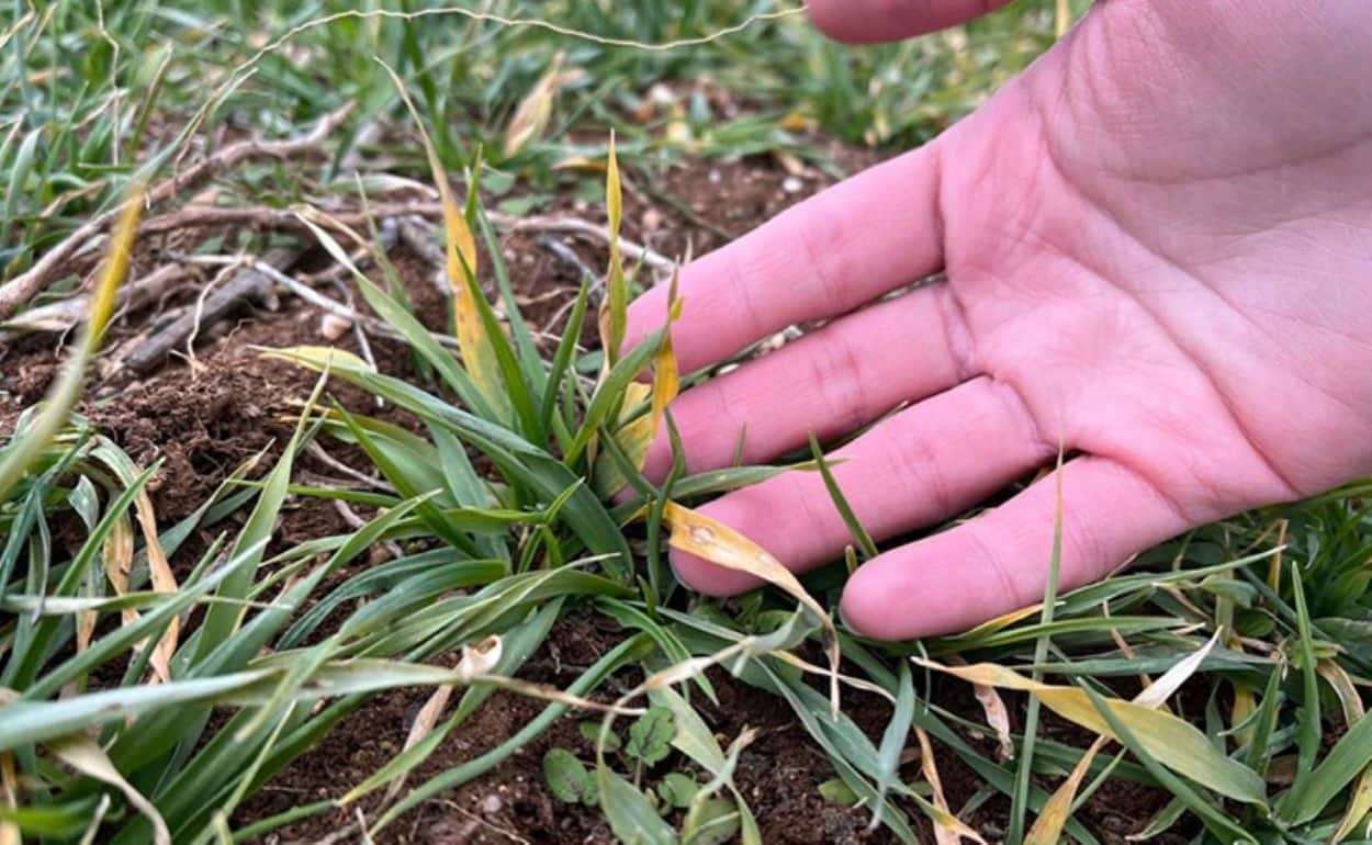 Как фермерам избежать потерь азота в почве - agroexpert.md