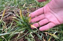 Как фермерам избежать потерь азота в почве - agroexpert.md