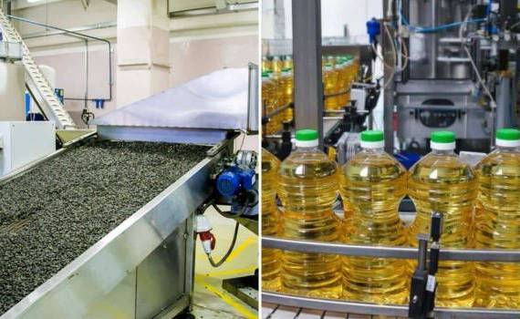 Закупка подсолнечника: в Болгарии платят на $70 больше, чем в Украине - agroexpert.md