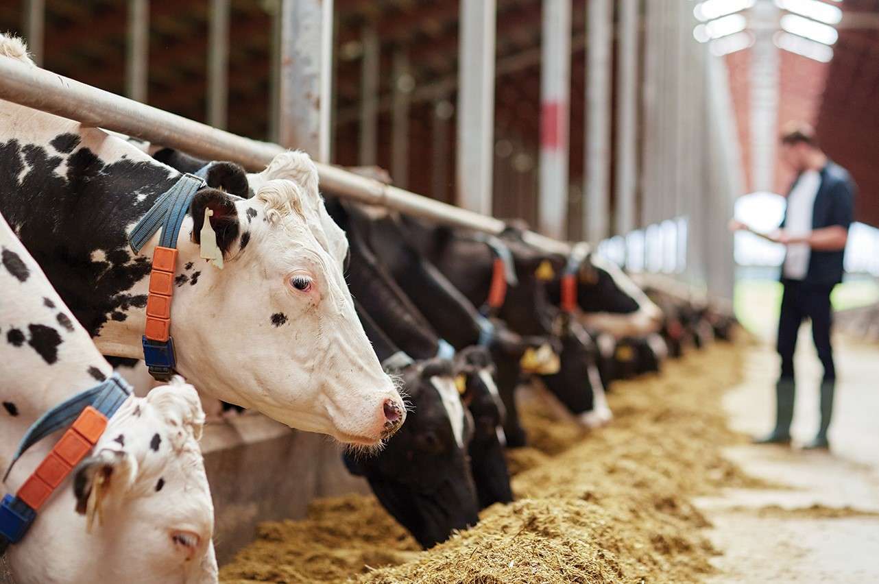 Programul Strategic al Politicii Agricole aproape gata - AGROEXPERT.MD