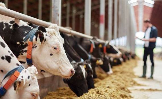 Programul Strategic al Politicii Agricole aproape gata - AGROEXPERT.MD