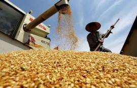 Китай намерен нарастить объёмы производства зерновых и масличных культур - agroexpert.md