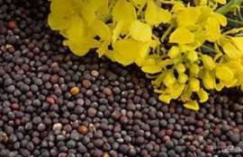 Цены на рапс вернулись к прежнему уровню, однако есть риск нового падения - agroexpert.md