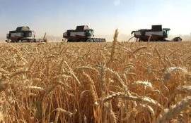 Урожай зерна в РФ в 2025 году достиг 139,4 млн тонн - agroexpert.md