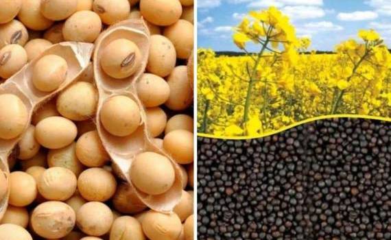 ЕС прогнозирует рост производства масличных и бобовых к 2035 году на 2,5% - agroexpert.md