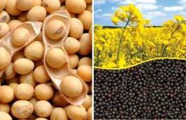 ЕС прогнозирует рост производства масличных и бобовых к 2035 году на 2,5% - agroexpert.md