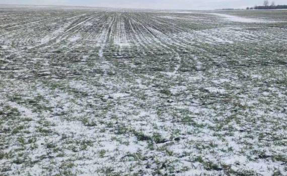 grâul va rezista la ger - AGROEXPERT.MD