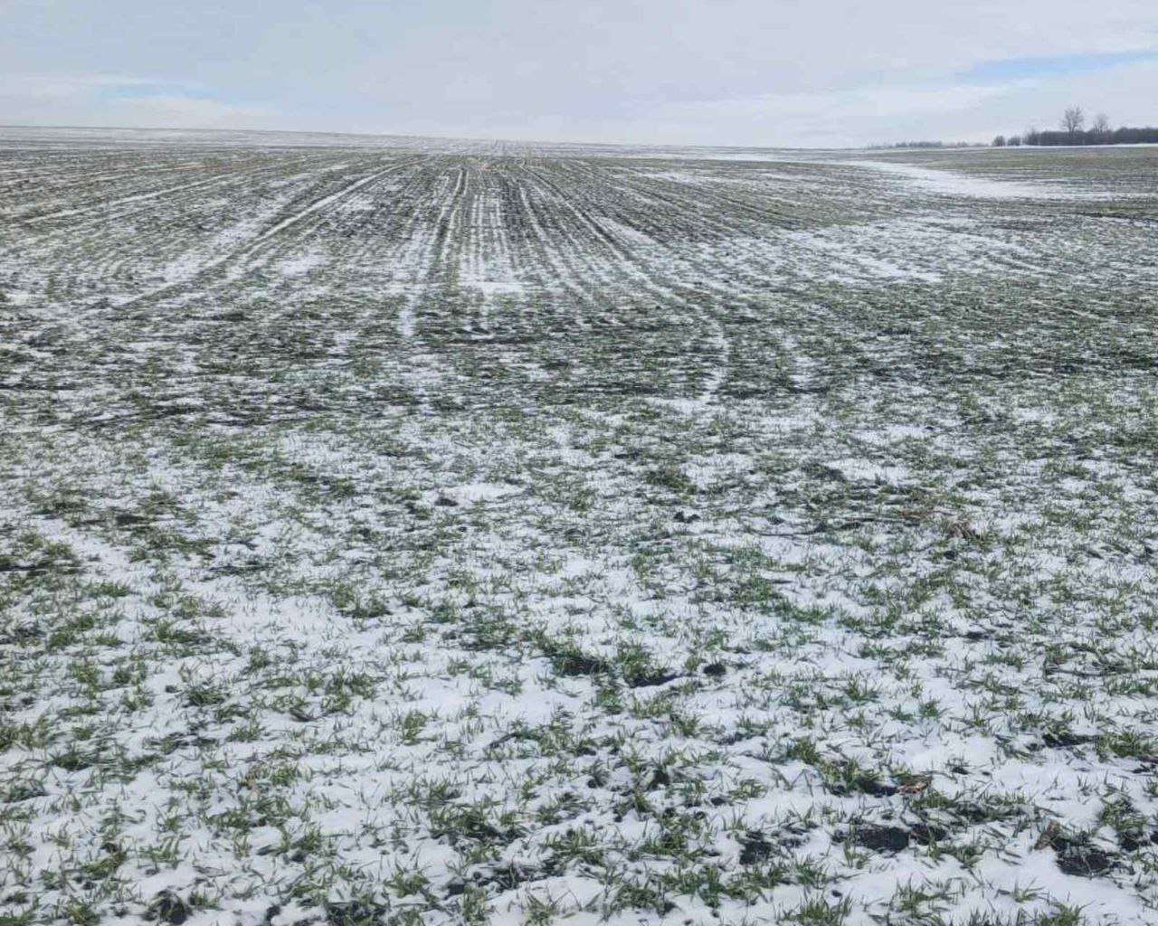grâul va rezista la ger - AGROEXPERT.MD