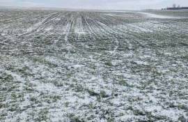 grâul va rezista la ger - AGROEXPERT.MD