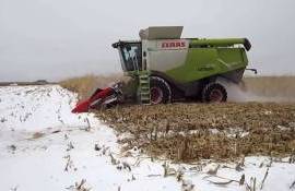 В Украине продолжается уборка кукурузы - agroexpert.md