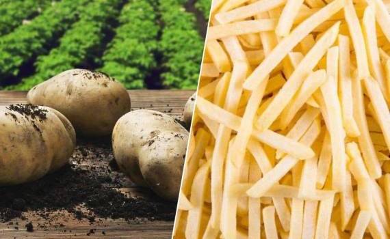 В странах Европы наблюдается резкое снижение спроса на свежий картофель - agroexpert.md