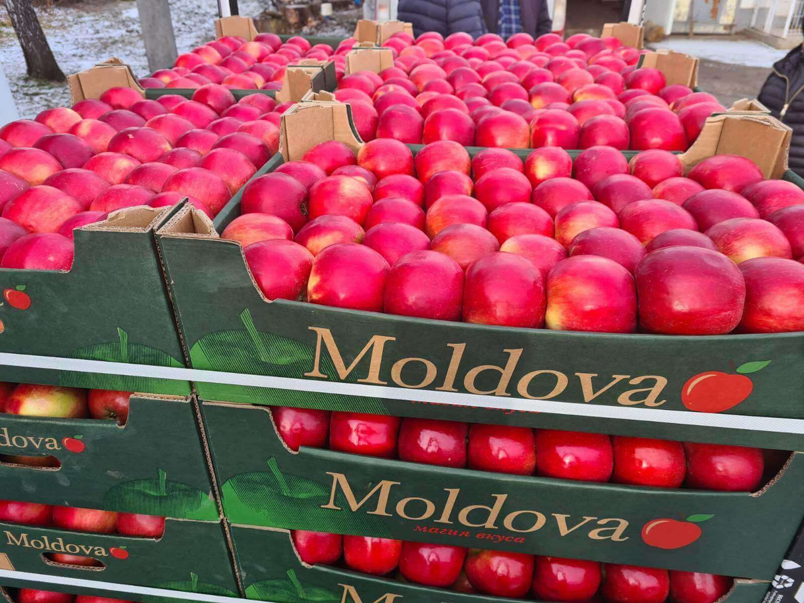 Export fructe din moldova - AgroExpert