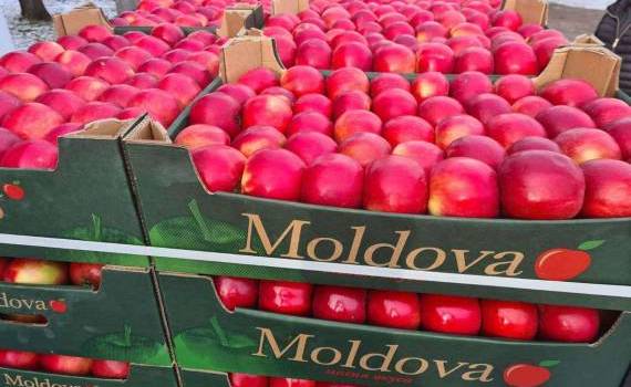 Export fructe din moldova - AgroExpert