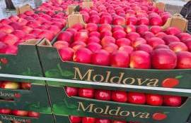Export fructe din moldova - AgroExpert
