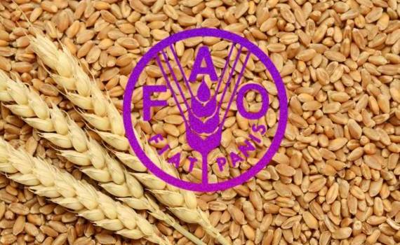 Зерновой индекс ФАО в 2025: рекордное снижение из-за изобилия предложения - agroexpert.md