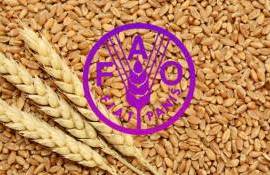 Зерновой индекс ФАО в 2025: рекордное снижение из-за изобилия предложения - agroexpert.md