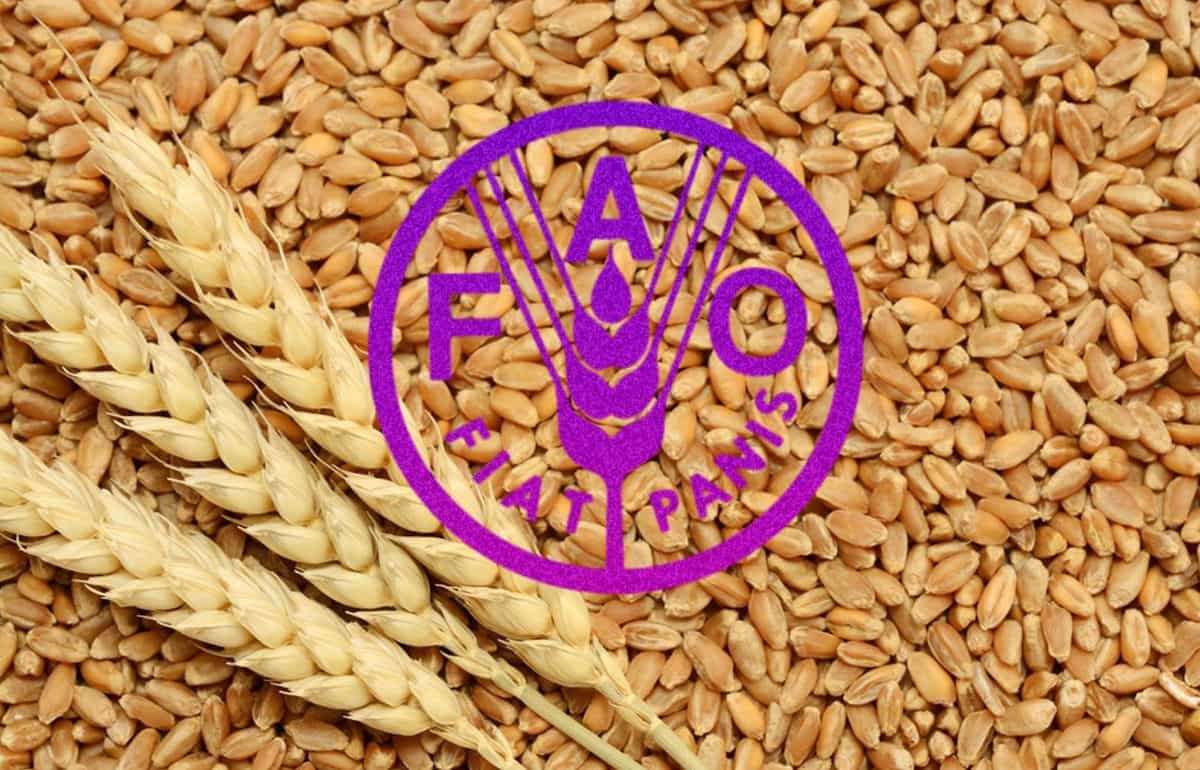 Зерновой индекс ФАО в 2025: рекордное снижение из-за изобилия предложения - agroexpert.md