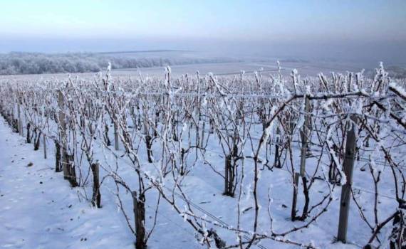 Власти уверяют: виноградники не пострадают от зимних заморозков - agroexpert.md