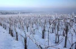 Власти уверяют: виноградники не пострадают от зимних заморозков - agroexpert.md