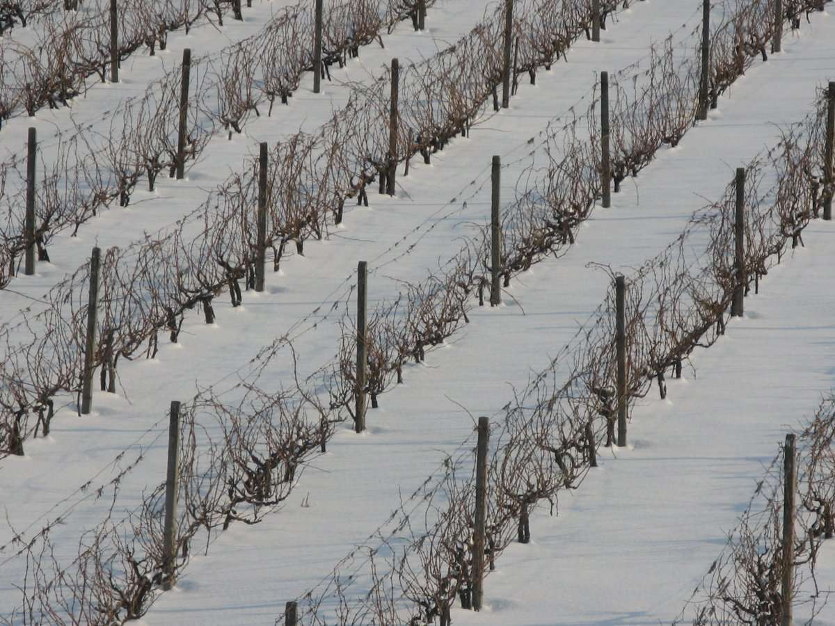 viile și pomii rezistă la ger - AGROEXPERT.MD