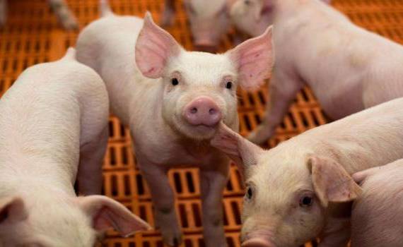 Карантин в районе Леово: подтвержден случай африканской чумы свиней - agroexpert.md