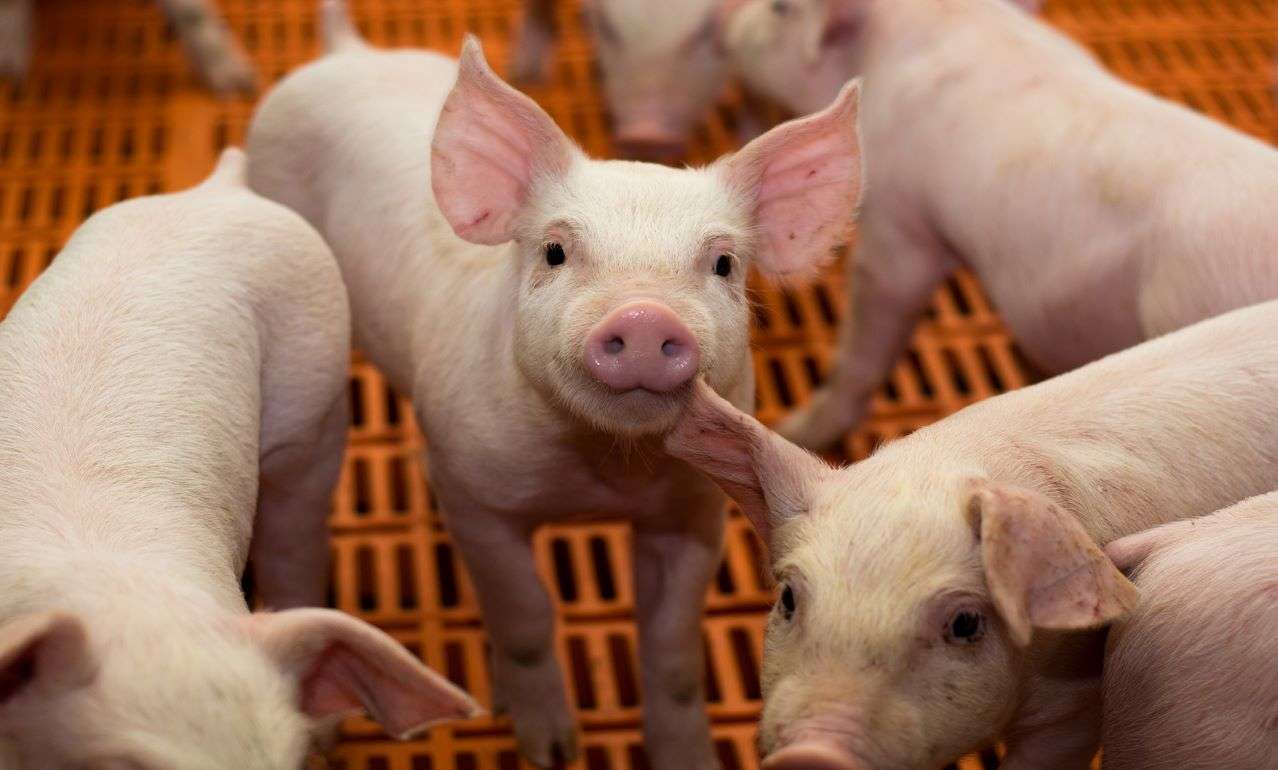 Карантин в районе Леово: подтвержден случай африканской чумы свиней - agroexpert.md