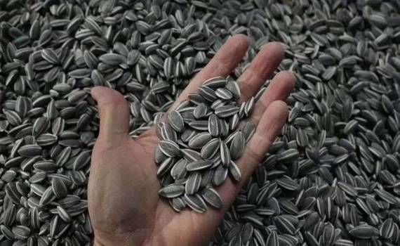 exportă floarea-soarelui - agroexpert.md