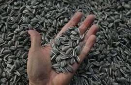 exportă floarea-soarelui - agroexpert.md