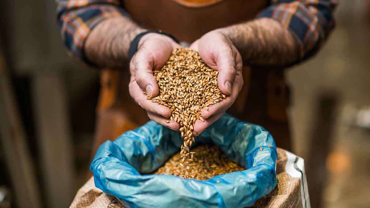 Orzul: Prețuri record - agroexpert.md