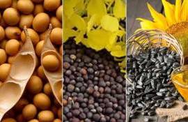 Эксперты USDA фиксируют рост производства масличных, особенно сои - agroexpert.md