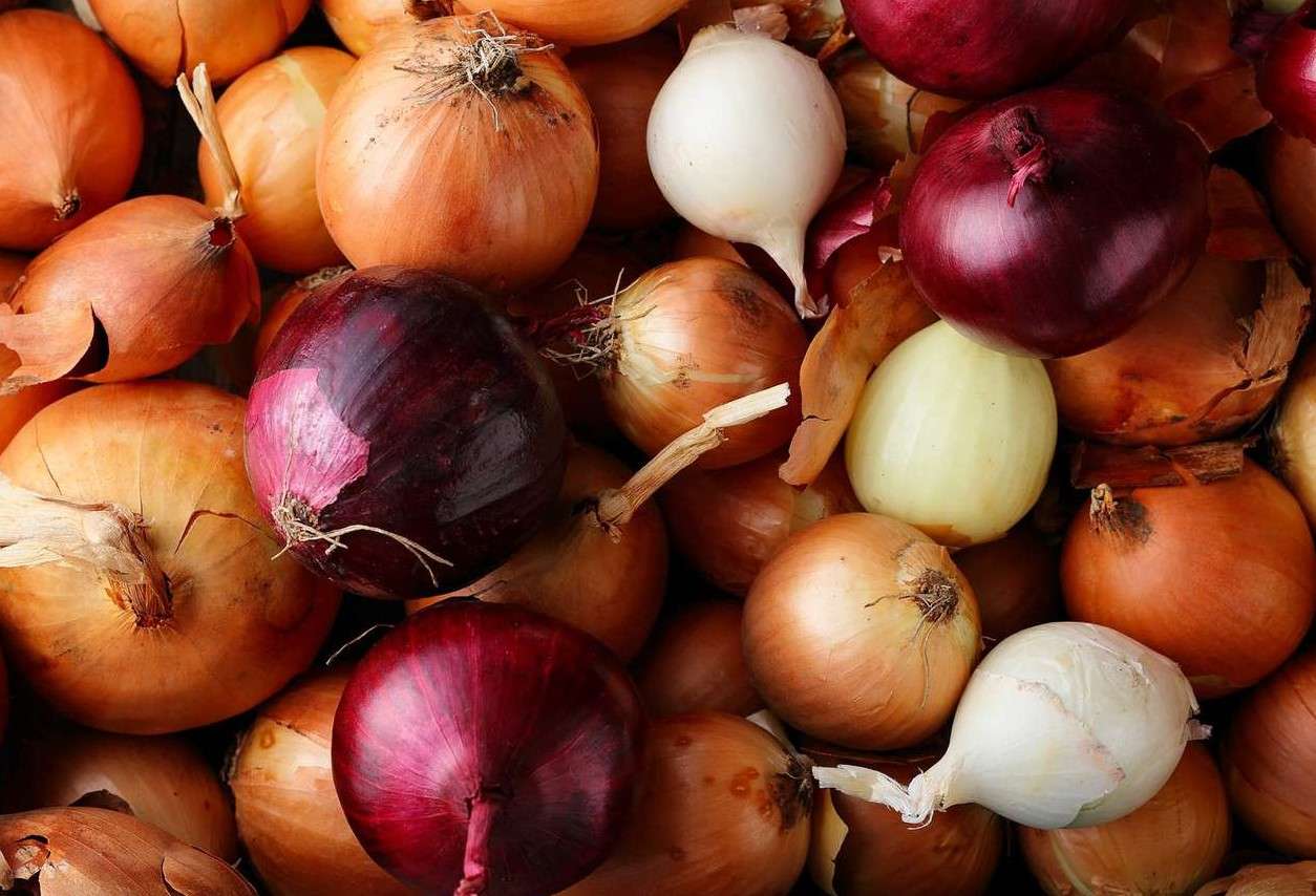 ceapă autohtonă în comerț - AGROEXPERT.MD