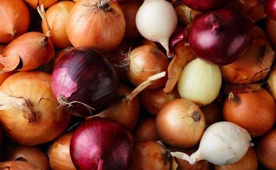 ceapă autohtonă în comerț - AGROEXPERT.MD