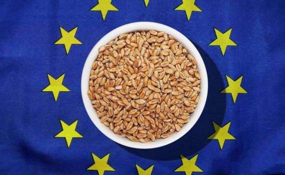 Канада, Молдова и Сербия теснят Украину на рынке пшеницы в ЕС - agroexpert.md