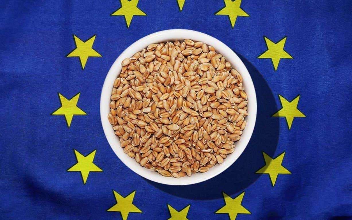 Канада, Молдова и Сербия теснят Украину на рынке пшеницы в ЕС - agroexpert.md