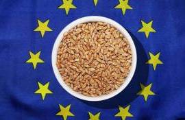 Канада, Молдова и Сербия теснят Украину на рынке пшеницы в ЕС - agroexpert.md