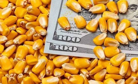 Цены на фуражную кукурузу в Украине снизились на фоне мировых трендов - agroexpert.md