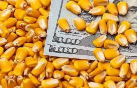 Цены на фуражную кукурузу в Украине снизились на фоне мировых трендов - agroexpert.md